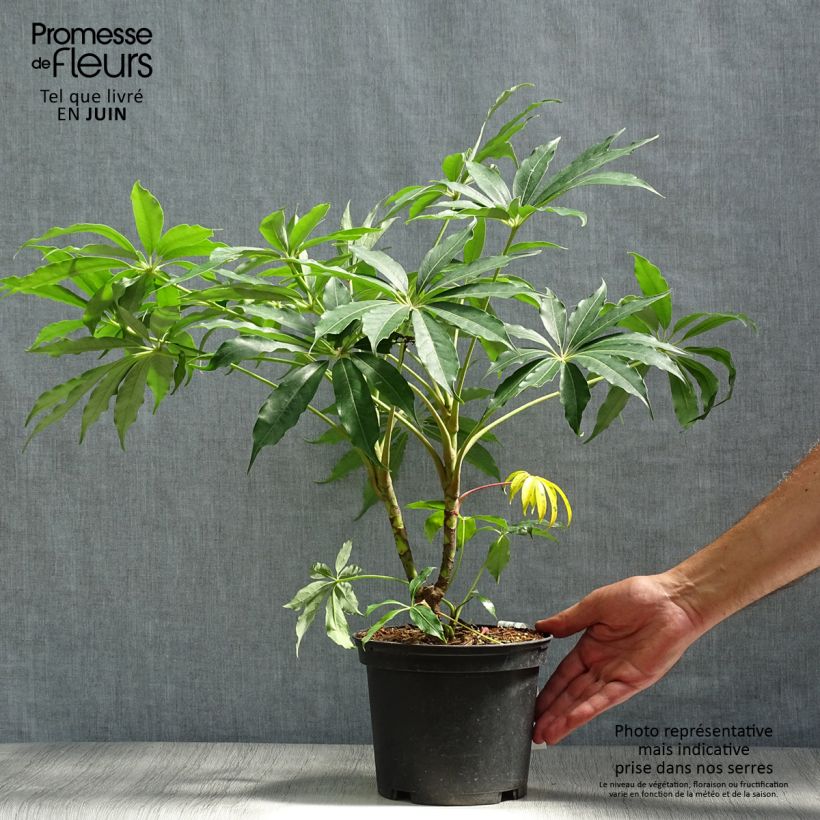 Schefflera taiwaniana 2L/3L pot sample as delivered in summer