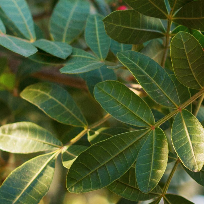 Schinus terebinthifolius (Foliage)