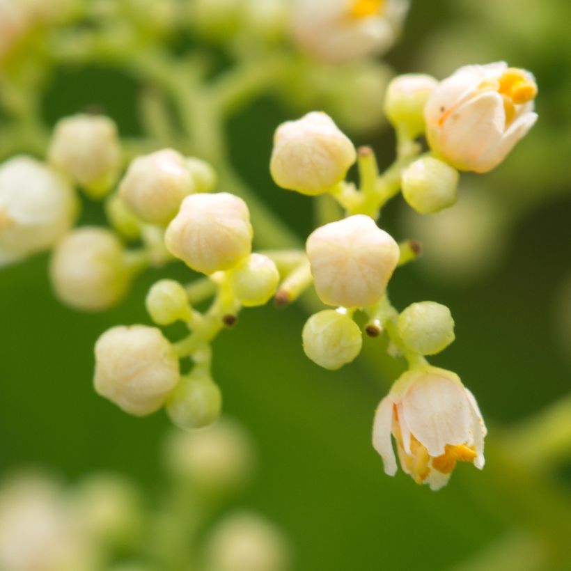 Schinus terebinthifolius (Flowering)