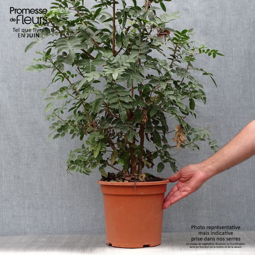 Schinus terebinthifolius 7.5L/10L pot sample as delivered in summer