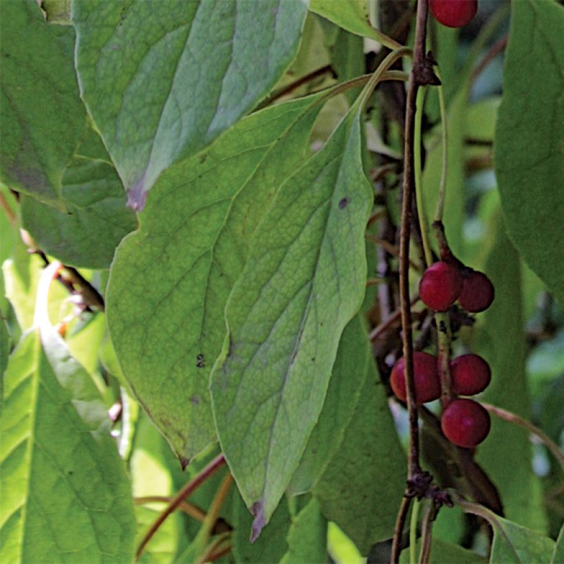 Schisandra chinensis (Foliage)