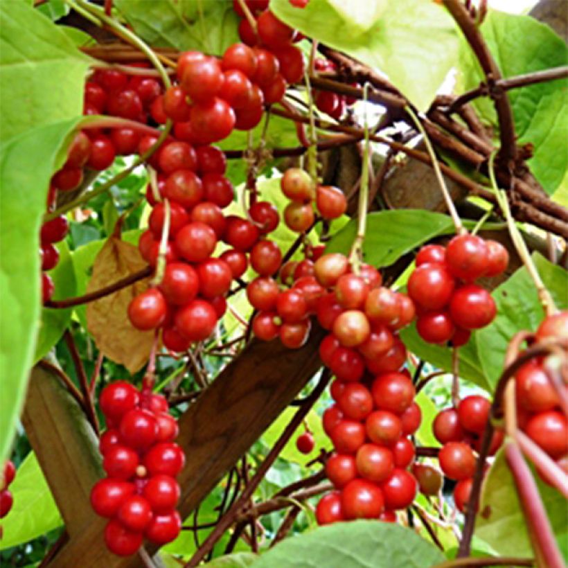 Schisandra chinensis (Harvest)