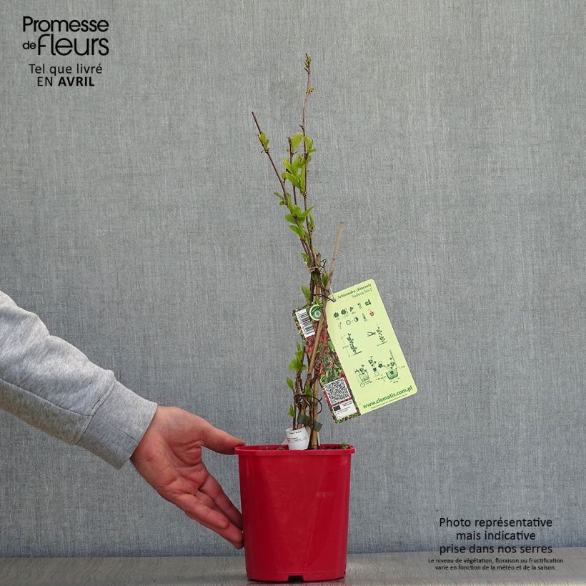 Schisandra chinensis Sadova N°1 - Baie aux 5 saveurs autofertile Pot de 2L/3L sample as delivered in spring