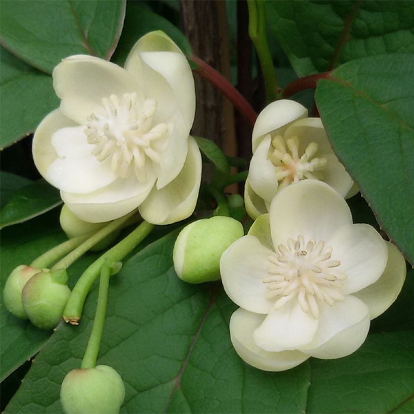 Schisandra grandiflora (Flowering)