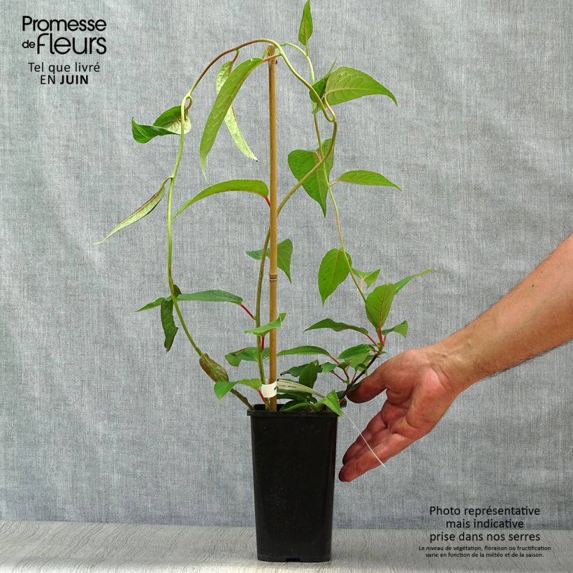 Schisandra grandiflora 1.5L/2L pot sample as delivered in summer