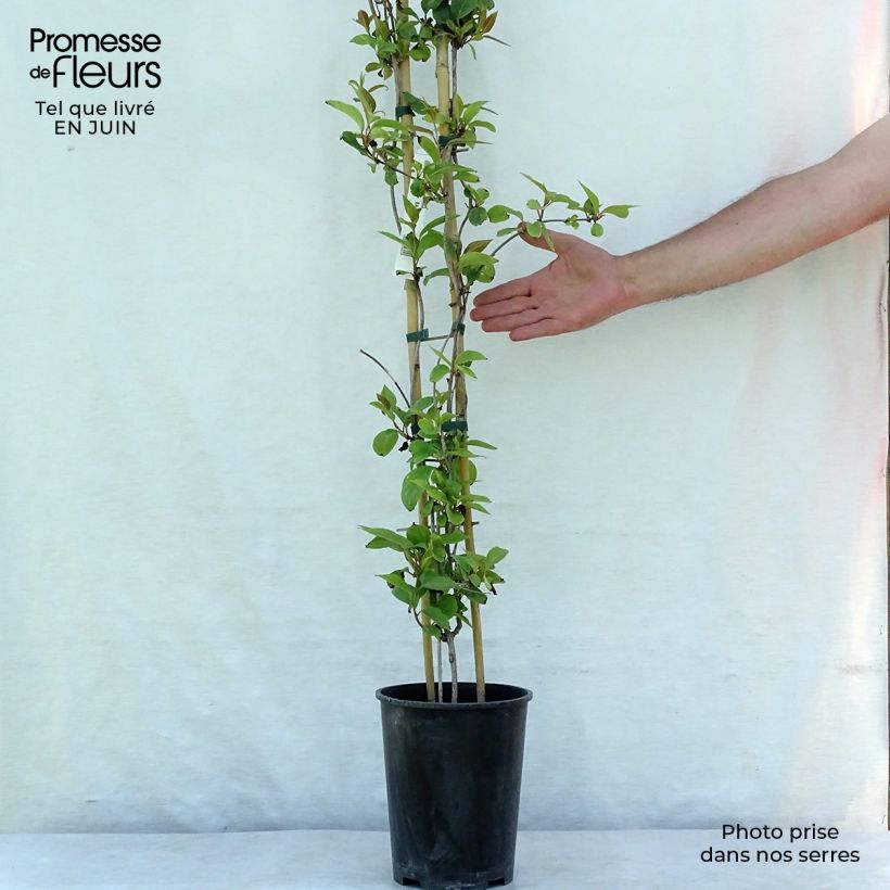 Schisandra rubriflora 4L/5L pot sample as delivered in summer
