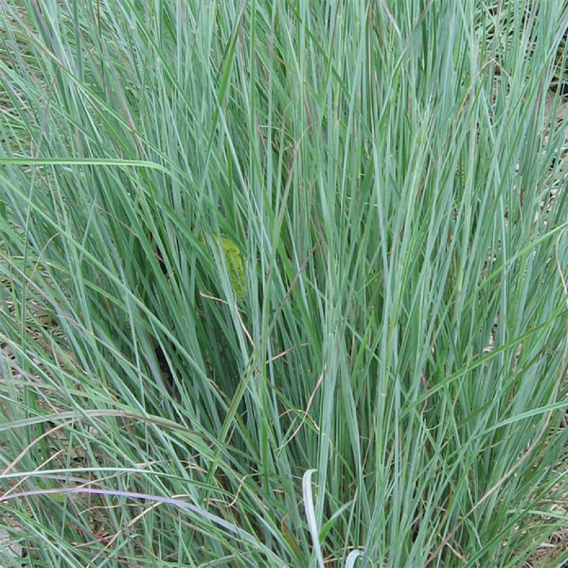 Schizachyrium scoparium (Foliage)