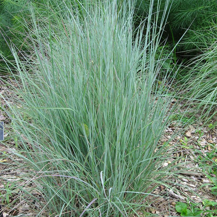 Schizachyrium scoparium (Plant habit)