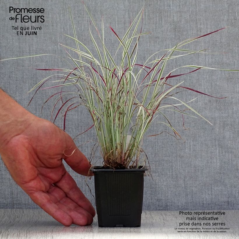 Schizachyrium scoparium Chameleon 8/9 cm pot sample as delivered in summer