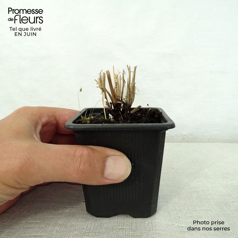 Schizachyrium scoparium 8/9 cm pot sample as delivered in summer