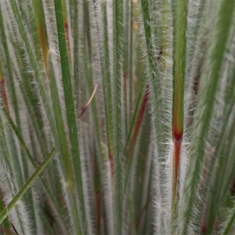 Schizachyrium scoparium Ha Ha Tonka (Foliage)