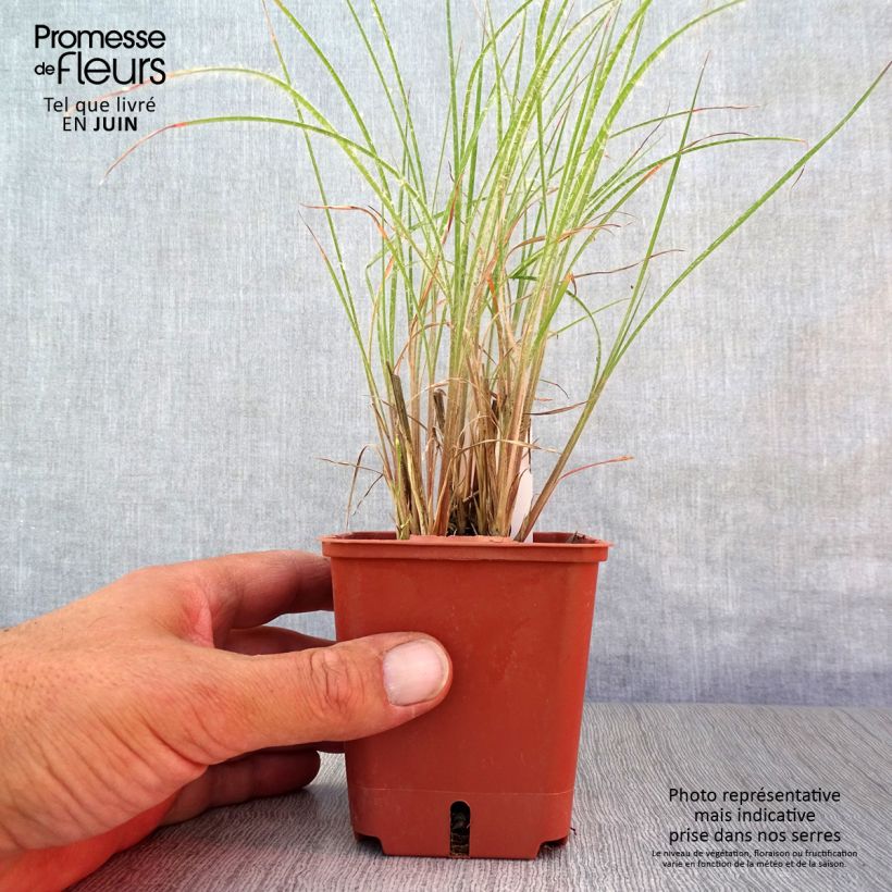 Schizachyrium scoparium Ha Ha Tonka 8/9 cm pot sample as delivered in summer