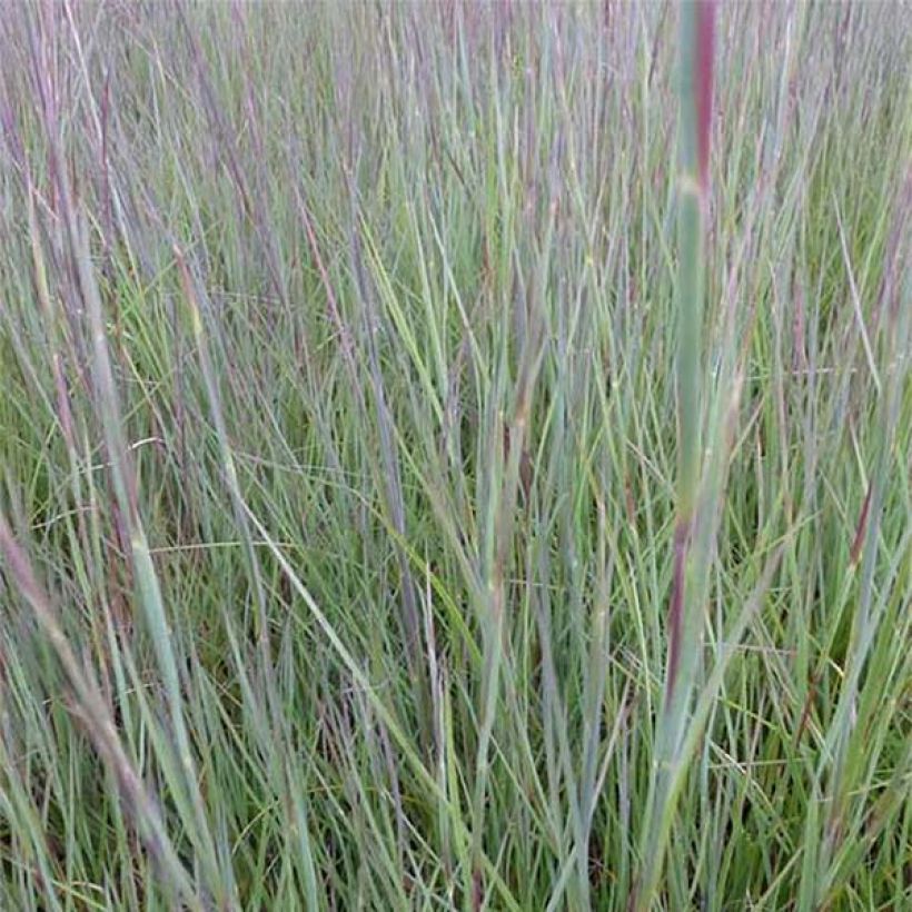 Schizachyrium scoparium Prairie Blues (Foliage)