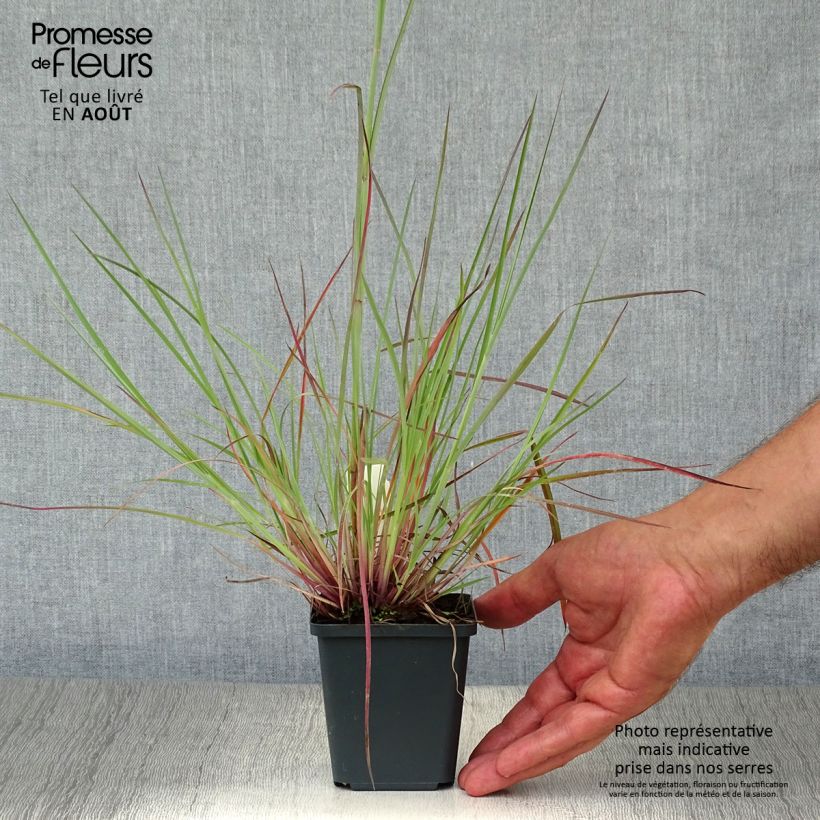 Schizachyrium scoparium Prairie Blues 8/9 cm pot sample as delivered in summer