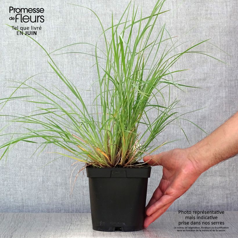 Schizachyrium scoparium Prairie Blues 2L/3L pot sample as delivered in summer