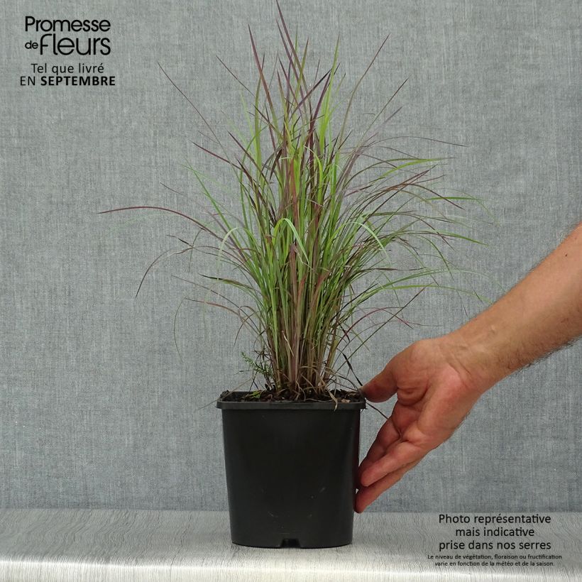 Schizachyrium scoparium Twilight Zone 2L/3L pot sample as delivered in autumn