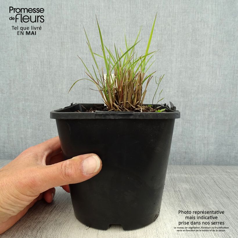 Schizachyrium scoparium Twilight Zone - Herbe à balais Pot de 2L/3L sample as delivered in spring