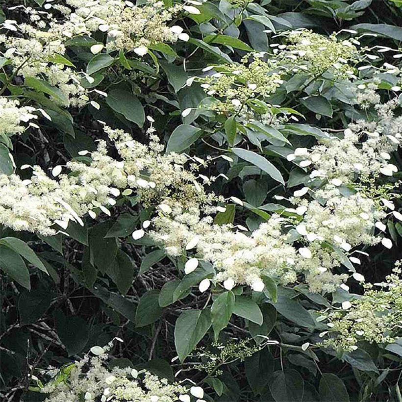 Schizophragma fauriei (Flowering)