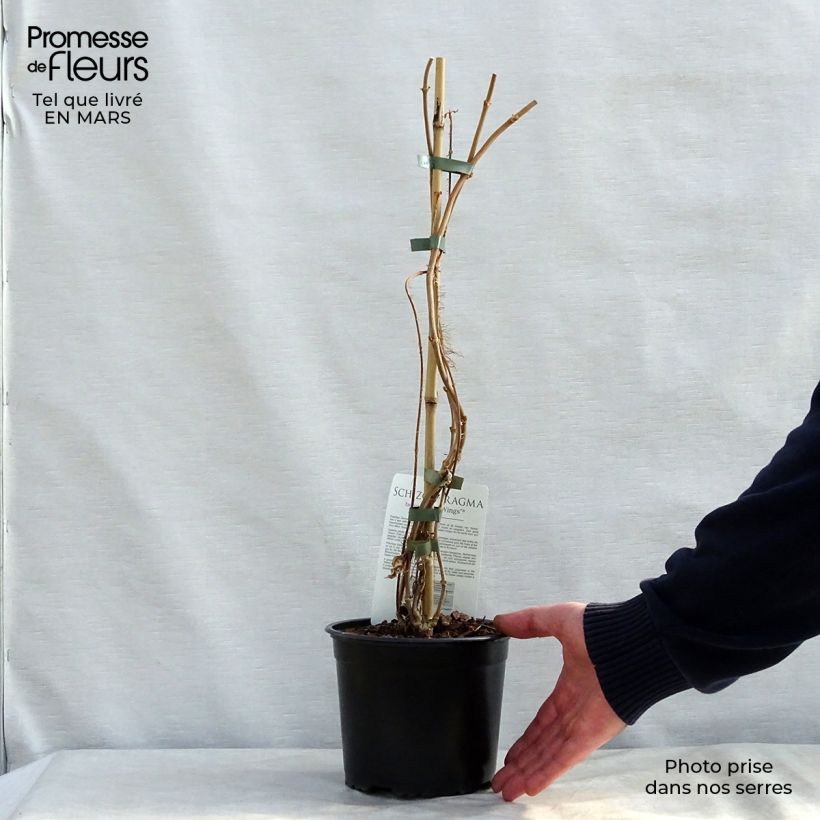 Schizophragma fauriei 2L/3L pot sample as delivered in spring