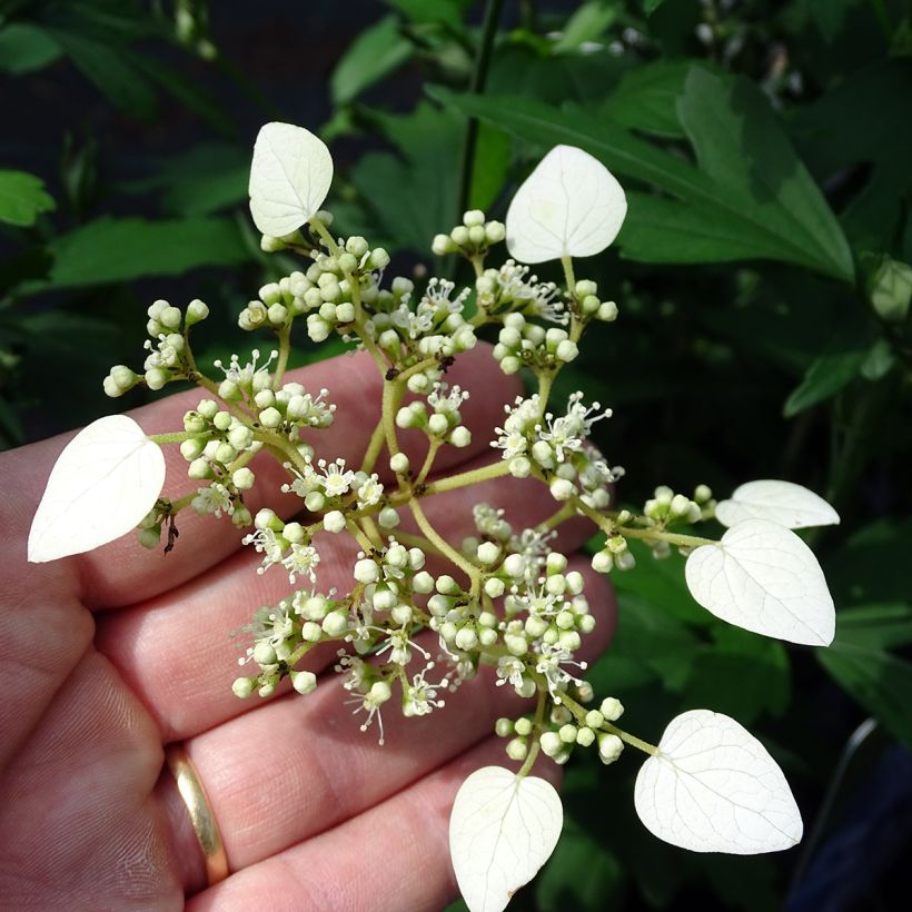 Schizophragma hydrangeoides (Flowering)