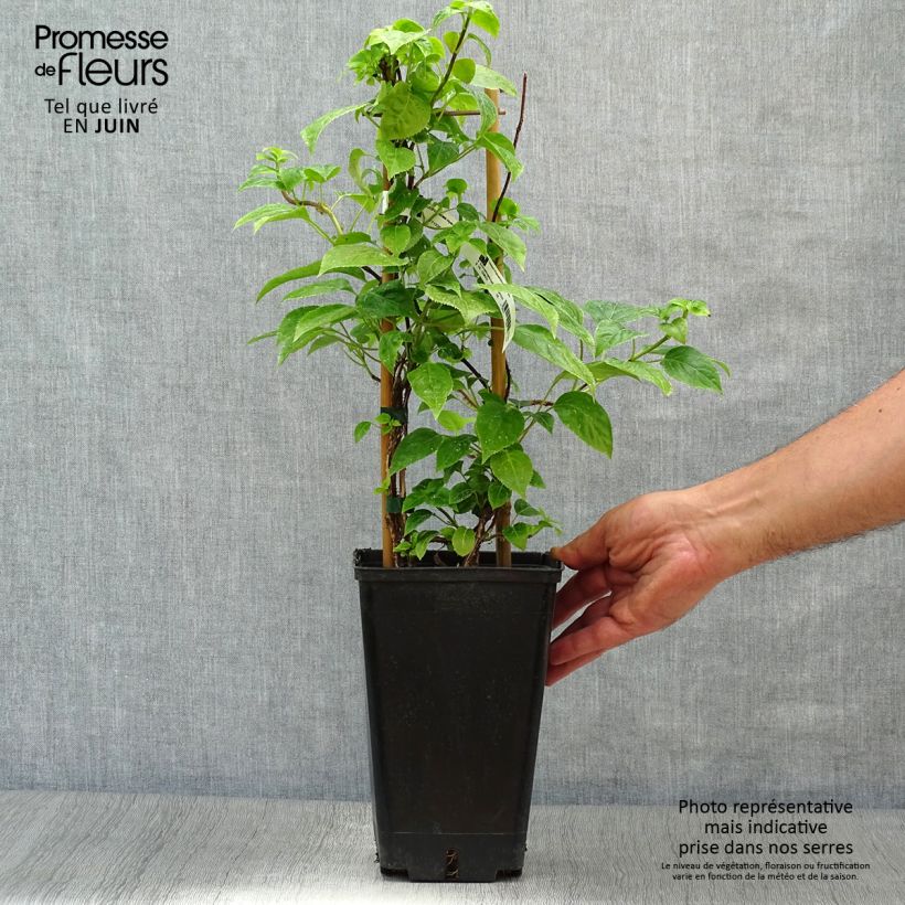 Schizophragma hydrangeoides 2L/3L pot sample as delivered in summer
