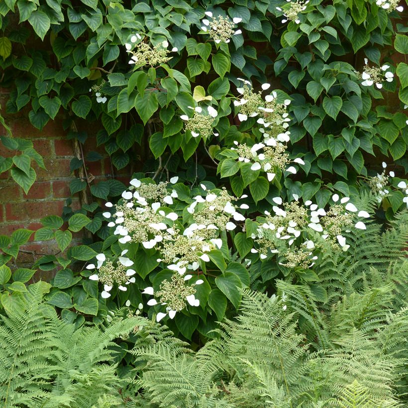 Schizophragma hydrangeoides (Plant habit)