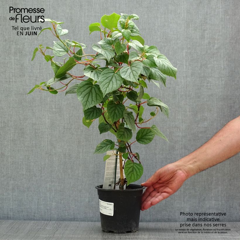 Schizophragma hydrangeoïdes Moonlight 2L/3L pot sample as delivered in summer