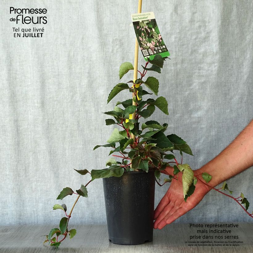 Schizophragma hydrangeoides Rose Sensation 2L/3L pot sample as delivered in summer