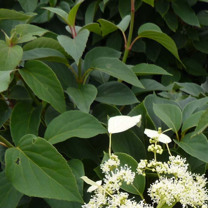 Schizophragma hydrangeoides Windmills (Foliage)