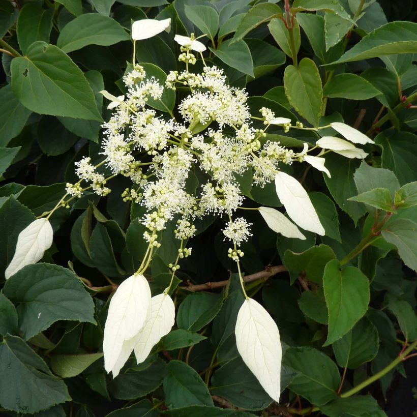 Schizophragma hydrangeoides Windmills (Flowering)