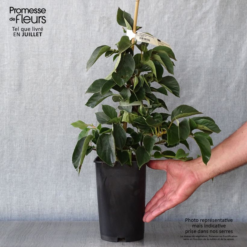 Schizophragma hydrangeoides Windmills 2L/3L pot sample as delivered in summer