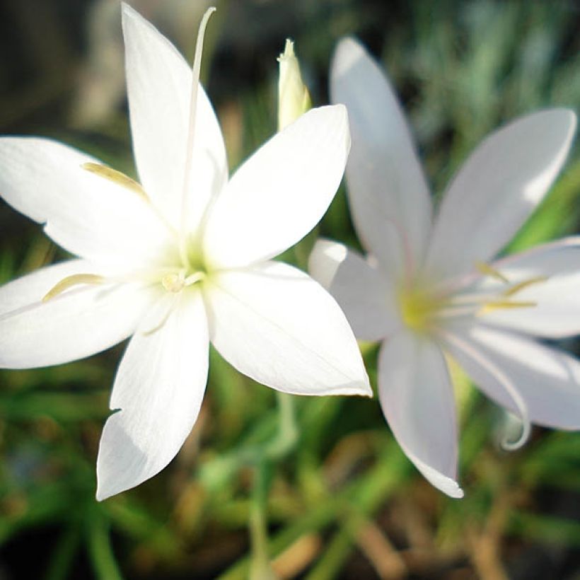 Schizostylis coccinea Alba (Flowering)