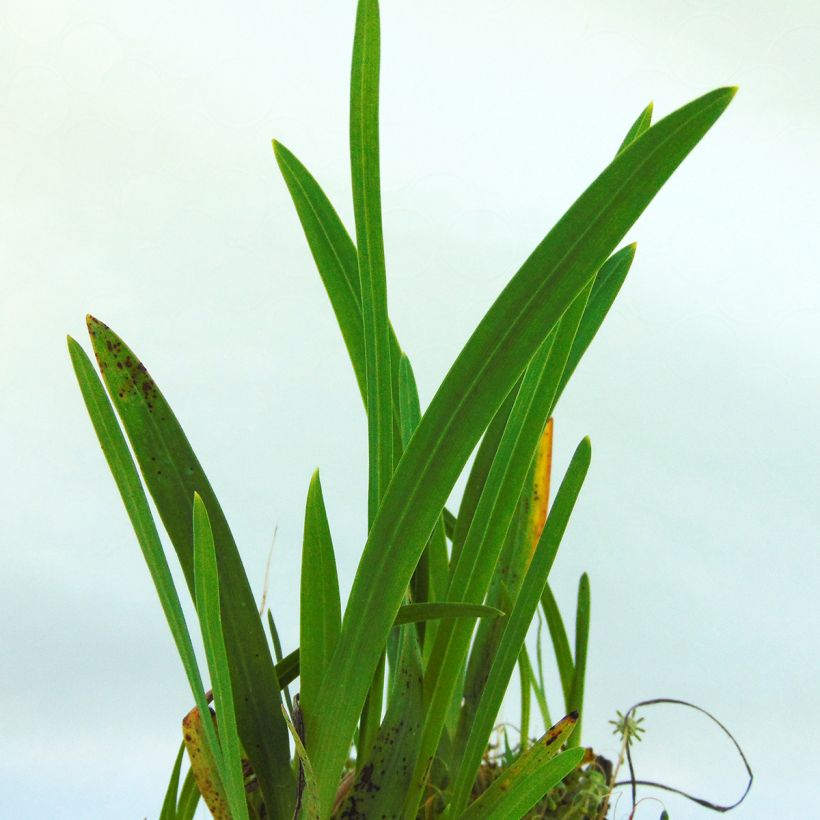 Schizostylis coccinea Mrs Hegarty (Foliage)