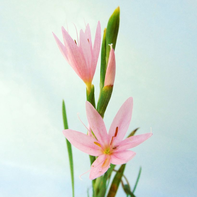 Schizostylis coccinea Mrs Hegarty (Flowering)