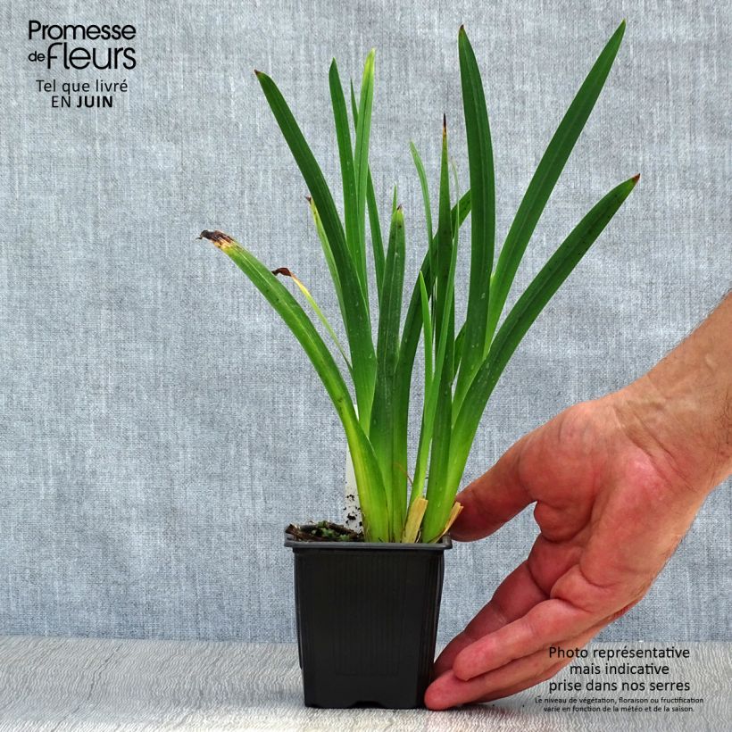 Schizostylis coccinea Mrs Hegarty 8/9 cm pot sample as delivered in summer