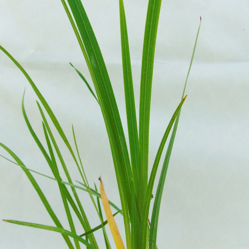 Schizostylis coccinea Alba (Foliage)