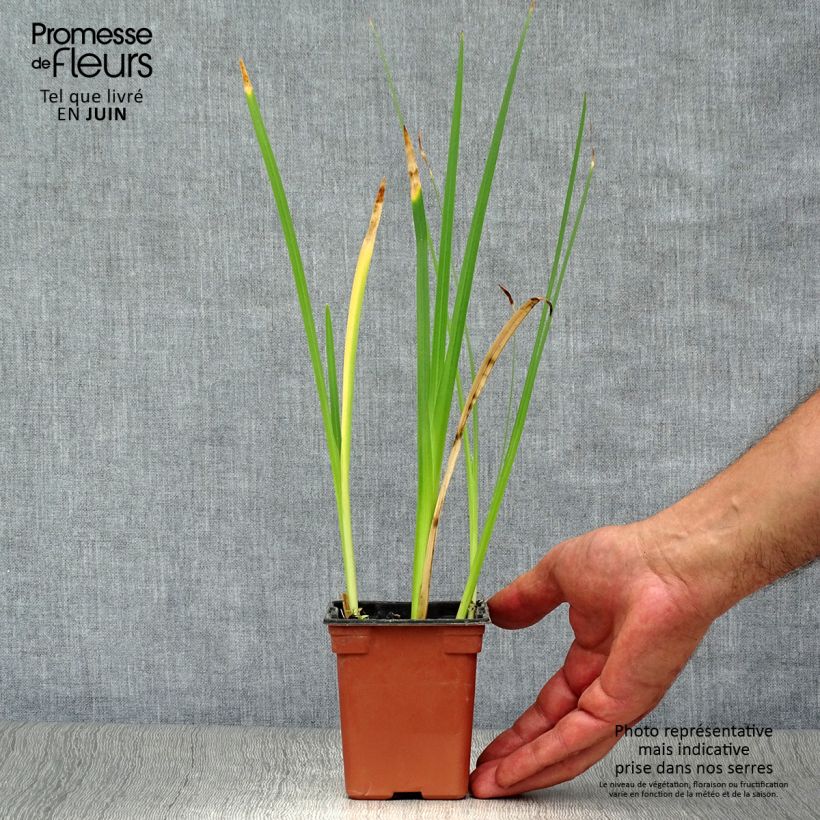 Schizostylis coccinea Alba 7/8 cm pot sample as delivered in summer
