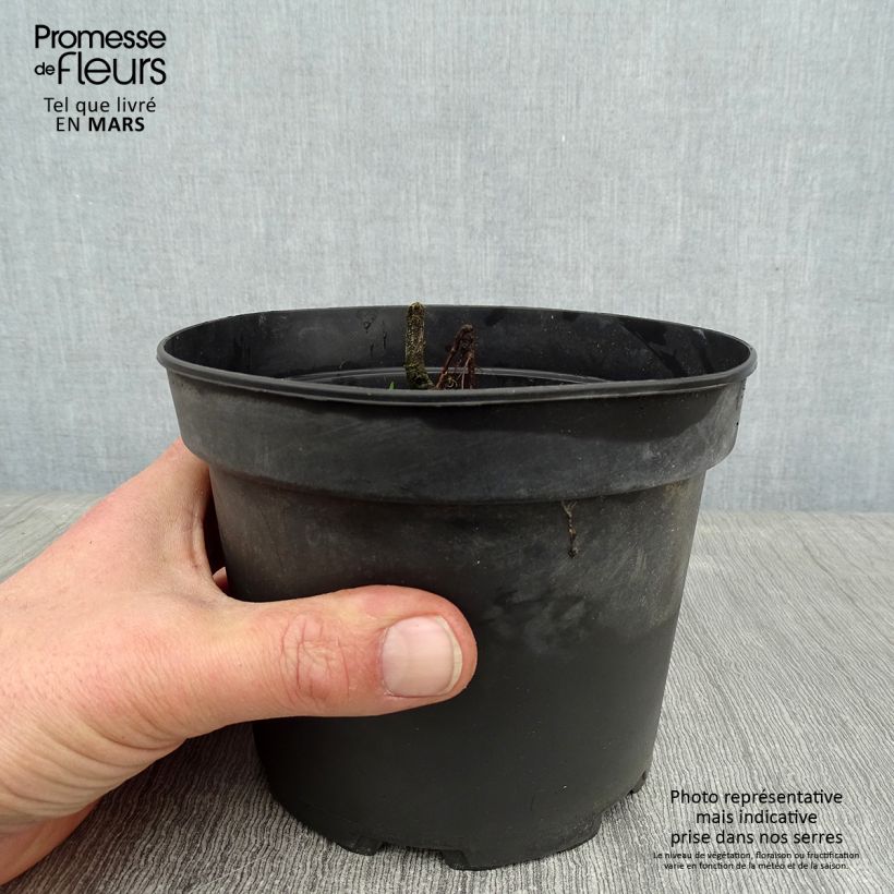 Schizostylis coccinea Alba 2L/3L pot sample as delivered in winter