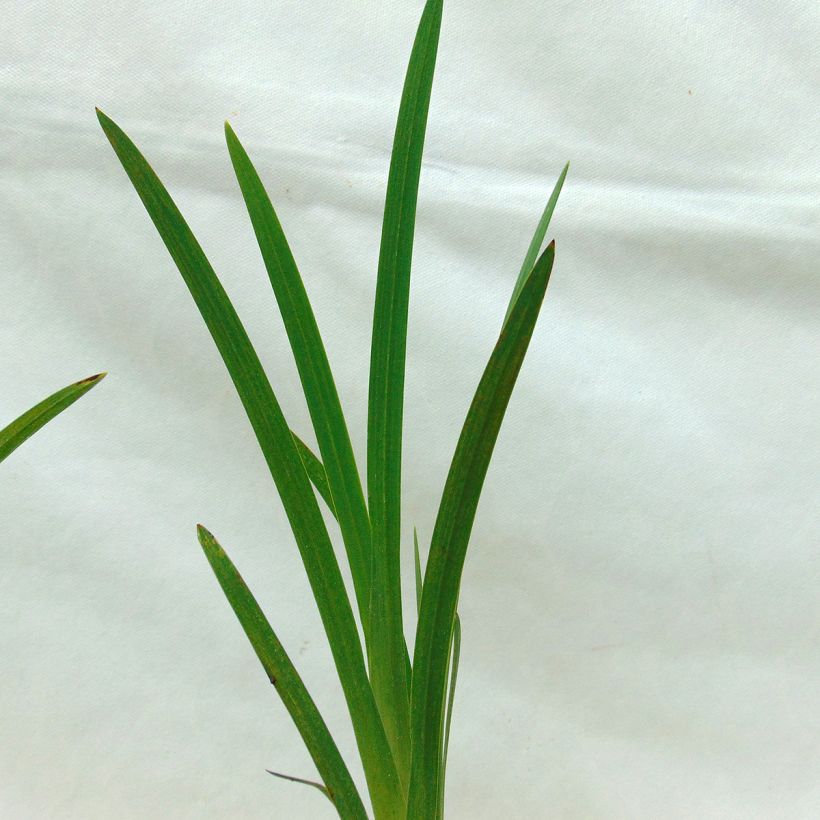 Schizostylis coccinea Major (Foliage)