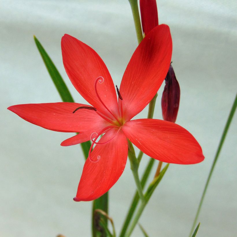 Schizostylis coccinea Major (Flowering)