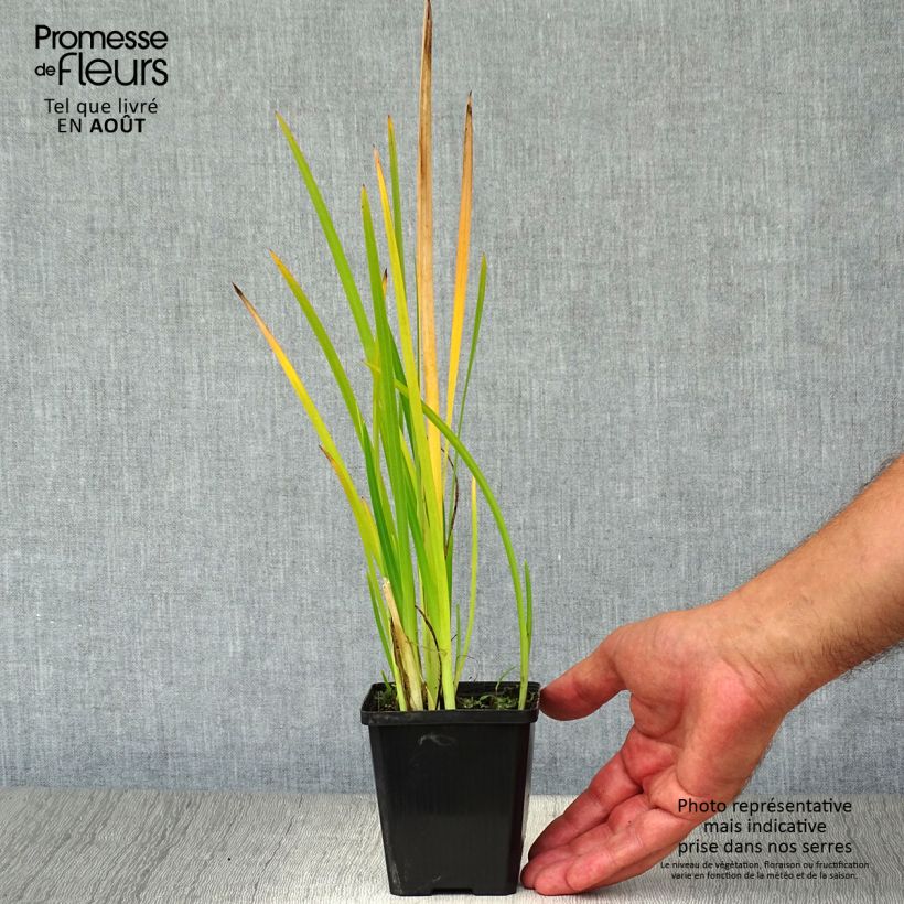 Schizostylis coccinea Major 7/8 cm pot sample as delivered in summer