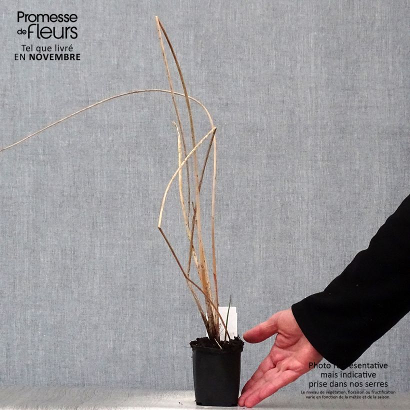Schoenoplectus lacustris subsp. tabernaemontani Albescens 8/9 cm pot sample as delivered in autumn