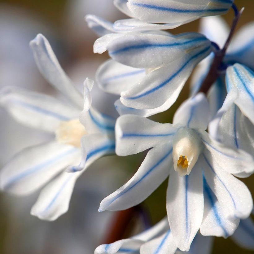 Scilla mischtschenkoana 'Tubergeniana' (Flowering)