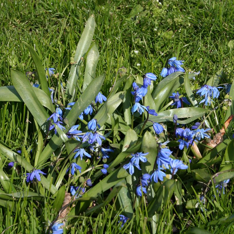 Scilla siberica  (Plant habit)