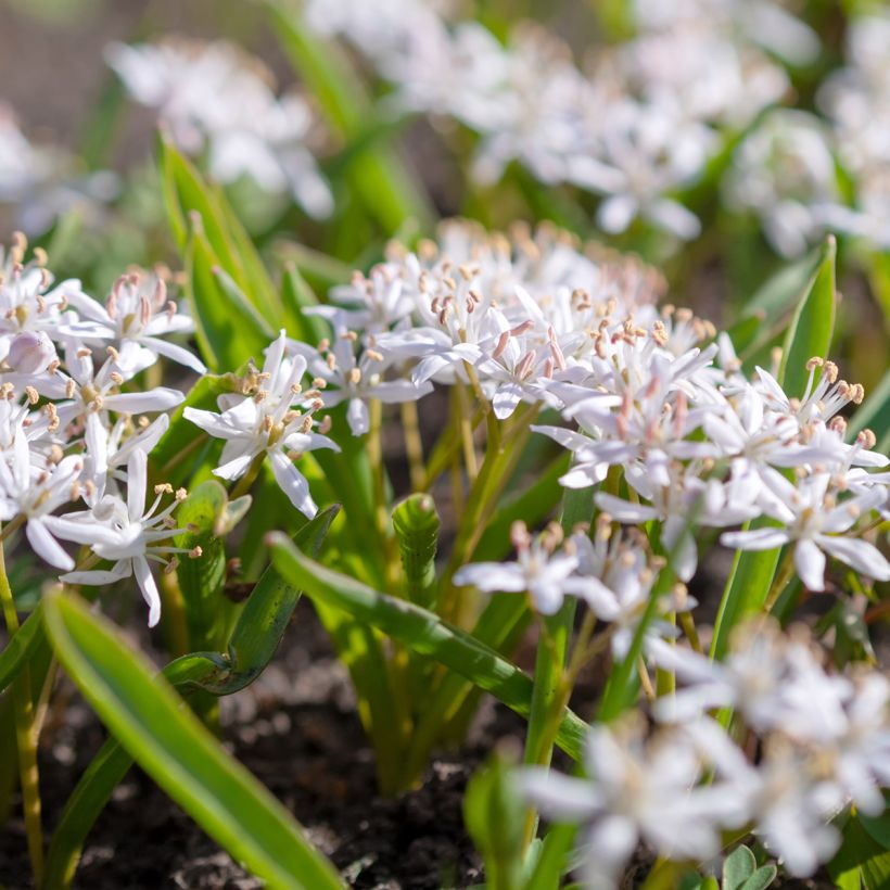 Scilla bifolia Rosea (Plant habit)