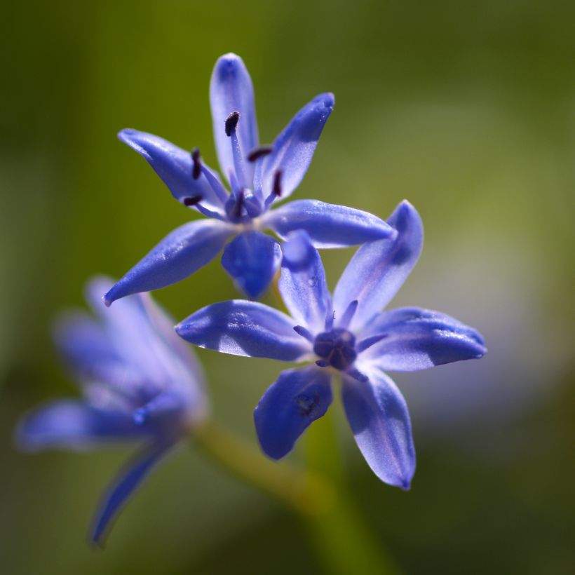 Scilla bifolia  (Flowering)