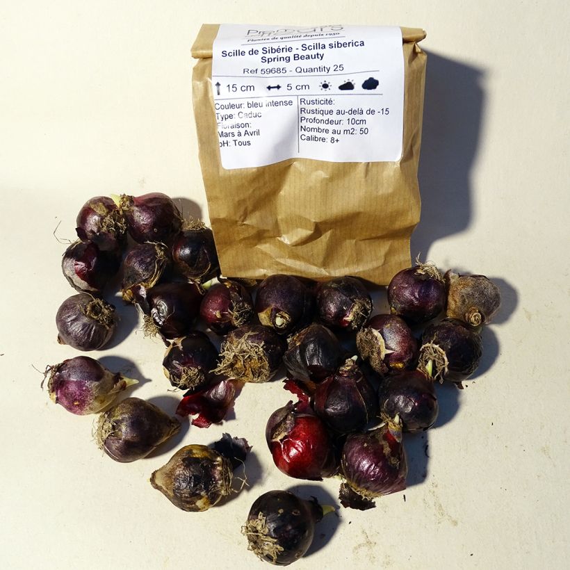 Example of Scilla siberica 'Spring Beauty' Bulb size 9+ specimen as delivered