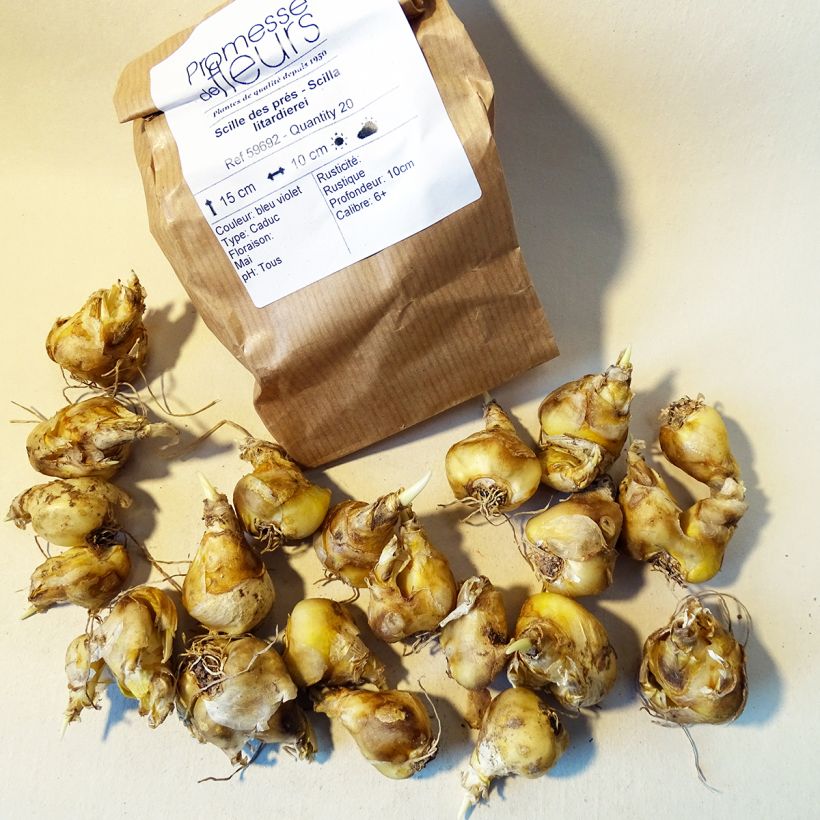 Example of Scilla litardierei  Bulb size 6+ specimen as delivered
