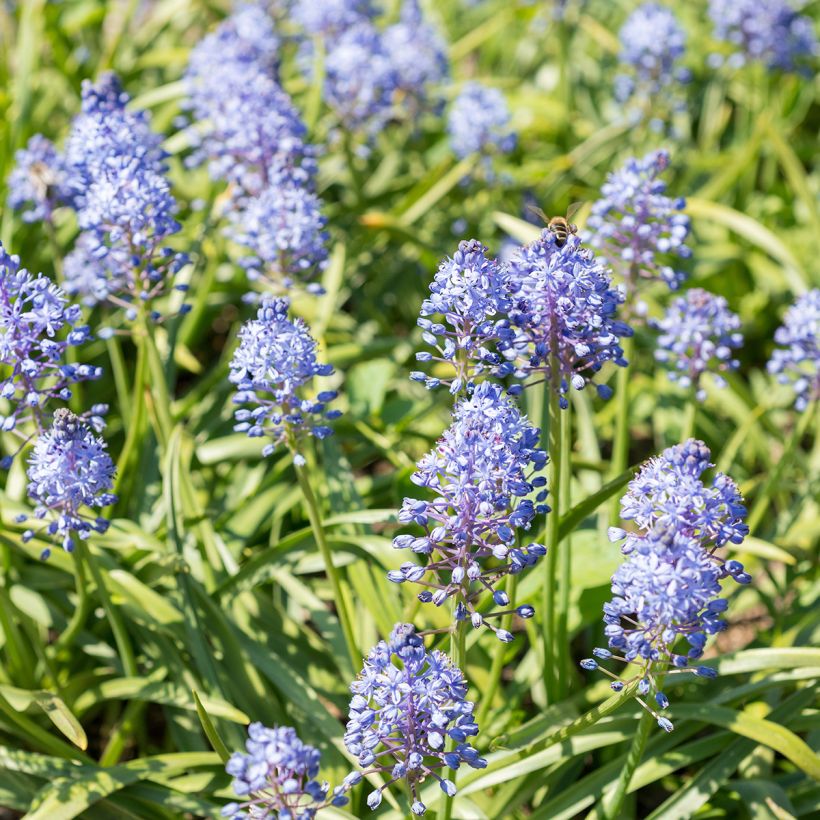 Scilla litardierei  (Plant habit)