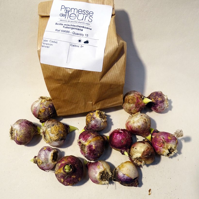 Example of Scilla mischtschenkoana 'Tubergeniana' Bulb size 8+ specimen as delivered